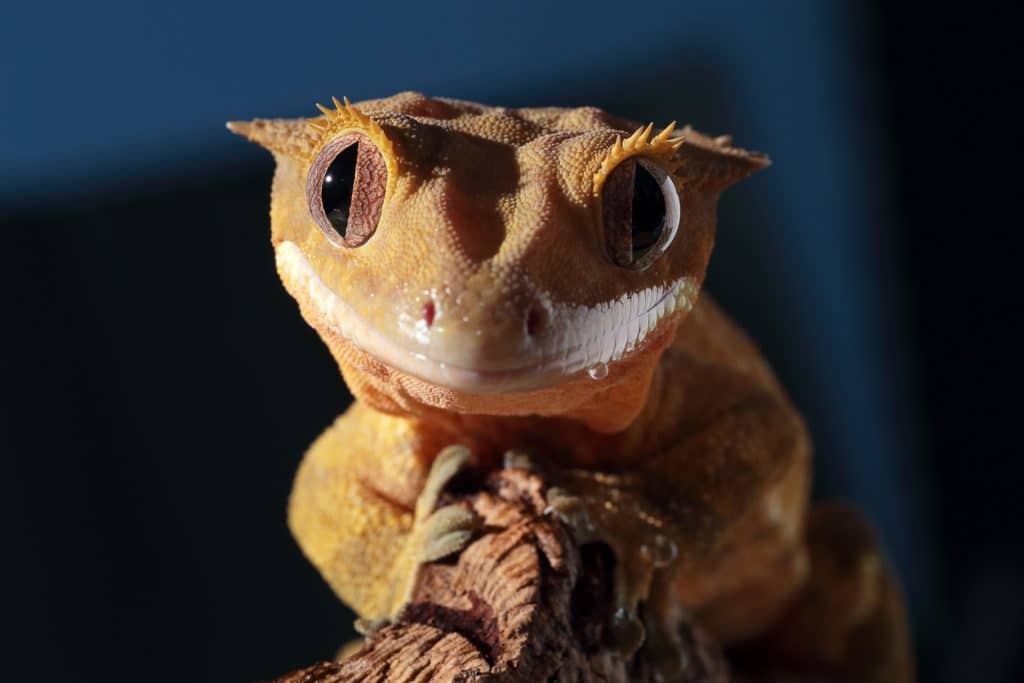 What to feed a crested gecko to keep it healthy