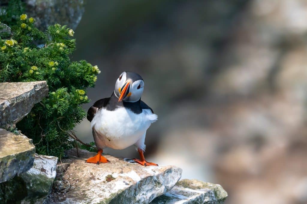 Life Of An Atlantic Puffin