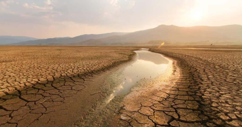 How Water Loss Affects Biodiversity