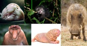 Montage of the ugliest animals in the world